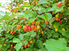 夏茱萸（ナツグミ）６