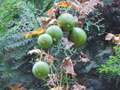 キカラスウリ（黄烏瓜）実３