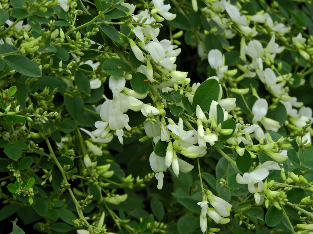 白花の萩　３