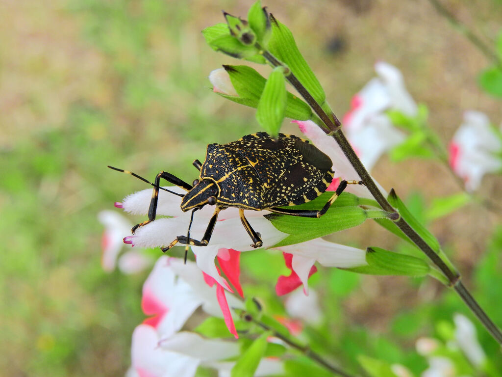 キマダラカメムシ　１