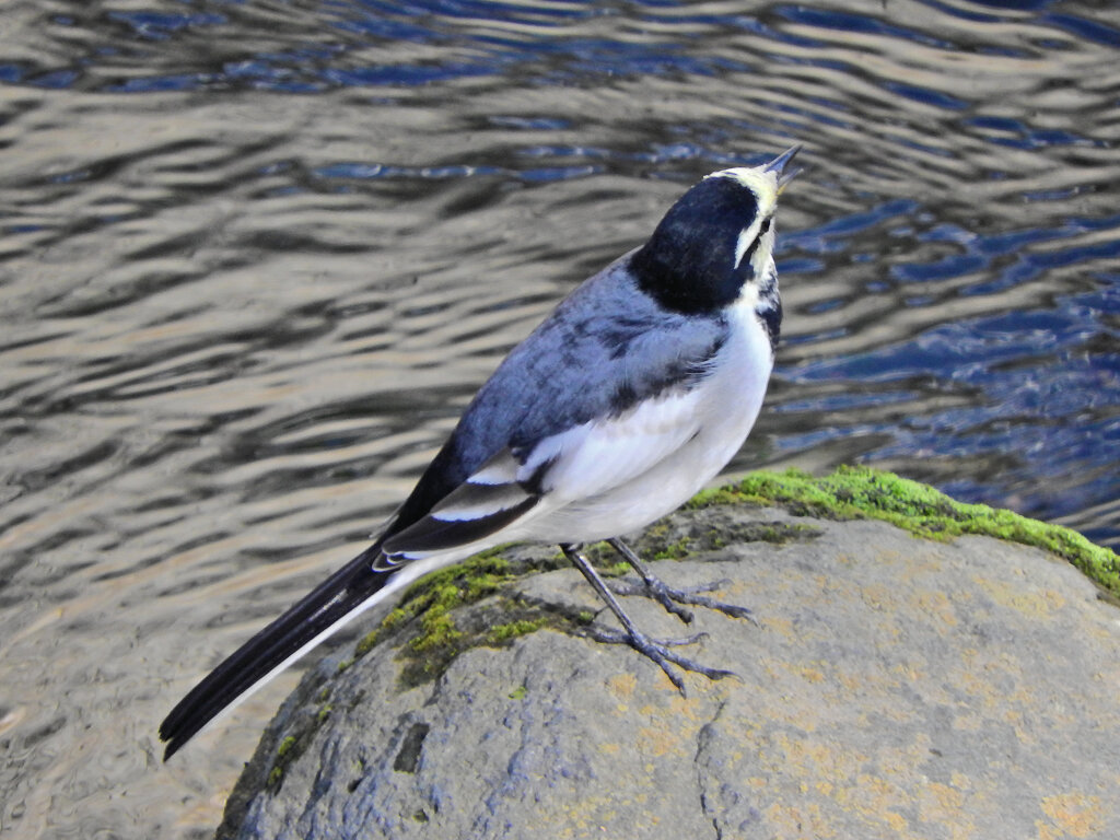 ハクセキレイ　５