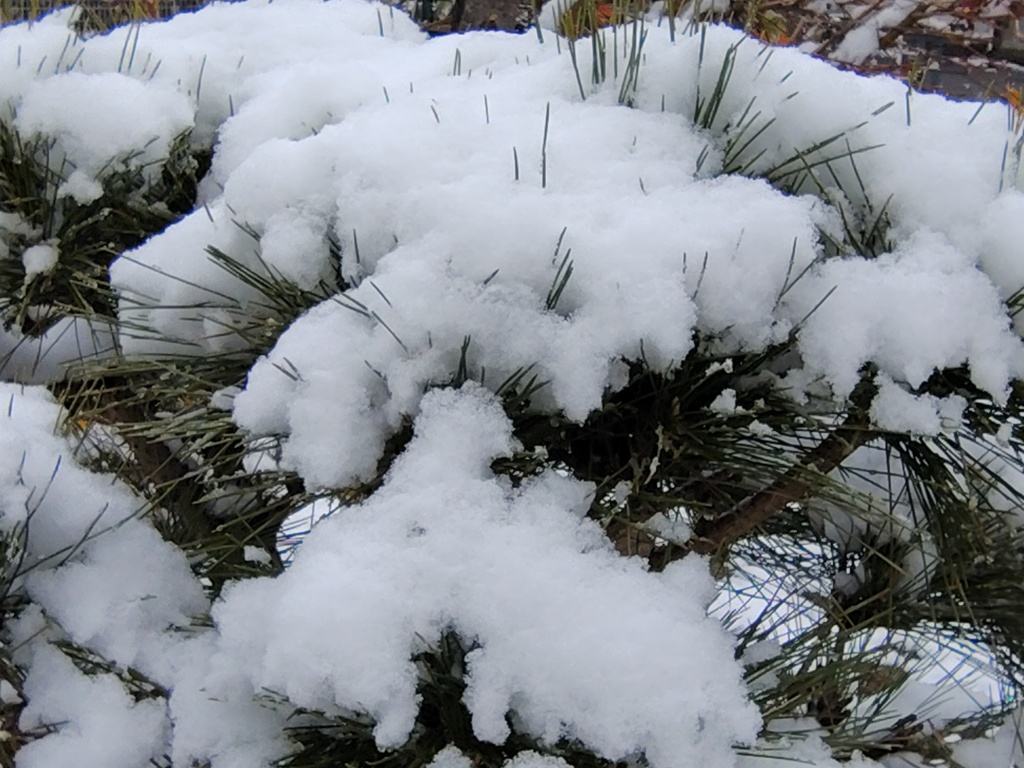 ☃　松に積雪　{{{{（❆☻ω☻❆）}}}}寒ううぅ　
