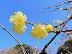 川崎市神庭緑地公園で　蝋梅　３
