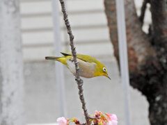 大寒桜（オオカンザクラ）にメジロ　１