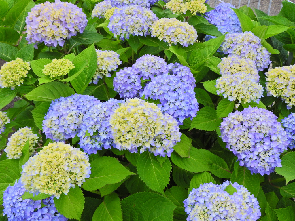 紫陽花　７