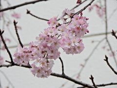 枝垂れ桜　開花　７