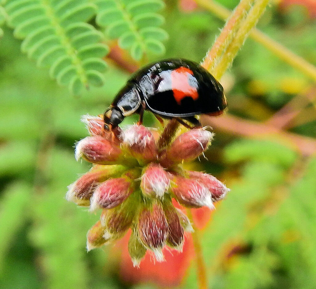 ヒネム（緋合歓）花　にテントウ虫　２