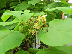 木大角豆 （きささげ）１