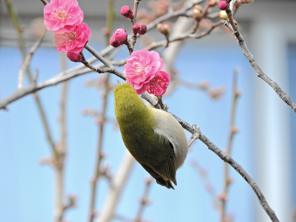 ウメジロー　⑤