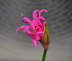 ネリネ   （ダイヤモンドリリー）２