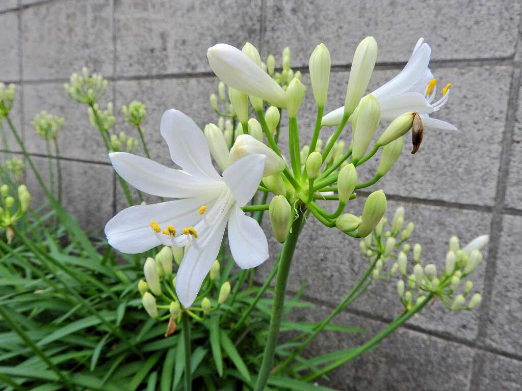 アガパンサス　白花　６