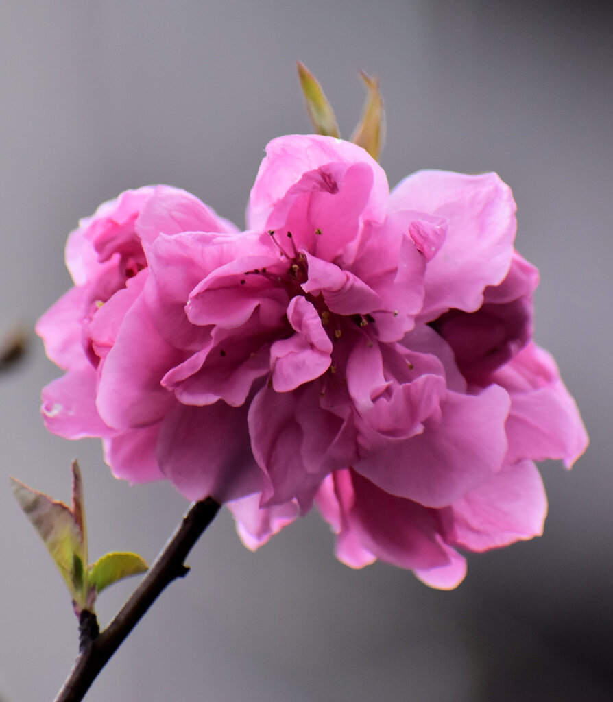 花桃　２