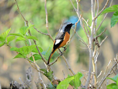 ジョウビタキ♂　４