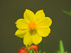 黄花コスモス　５