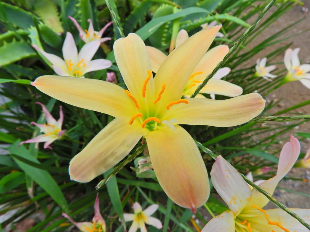 ゼフィランサス　４