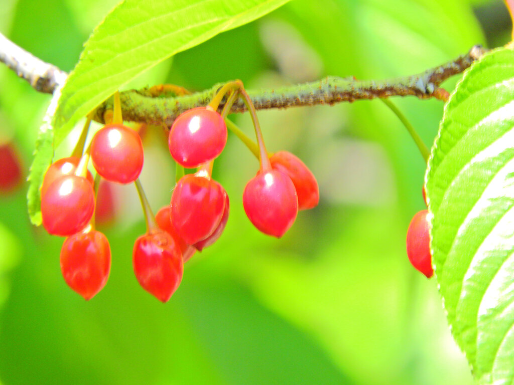 寒緋桜の実　６