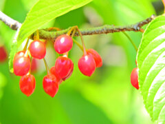 寒緋桜の実　６
