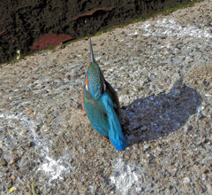 翡翠さん　久々なのに背を向けられた(￣◇￣;)