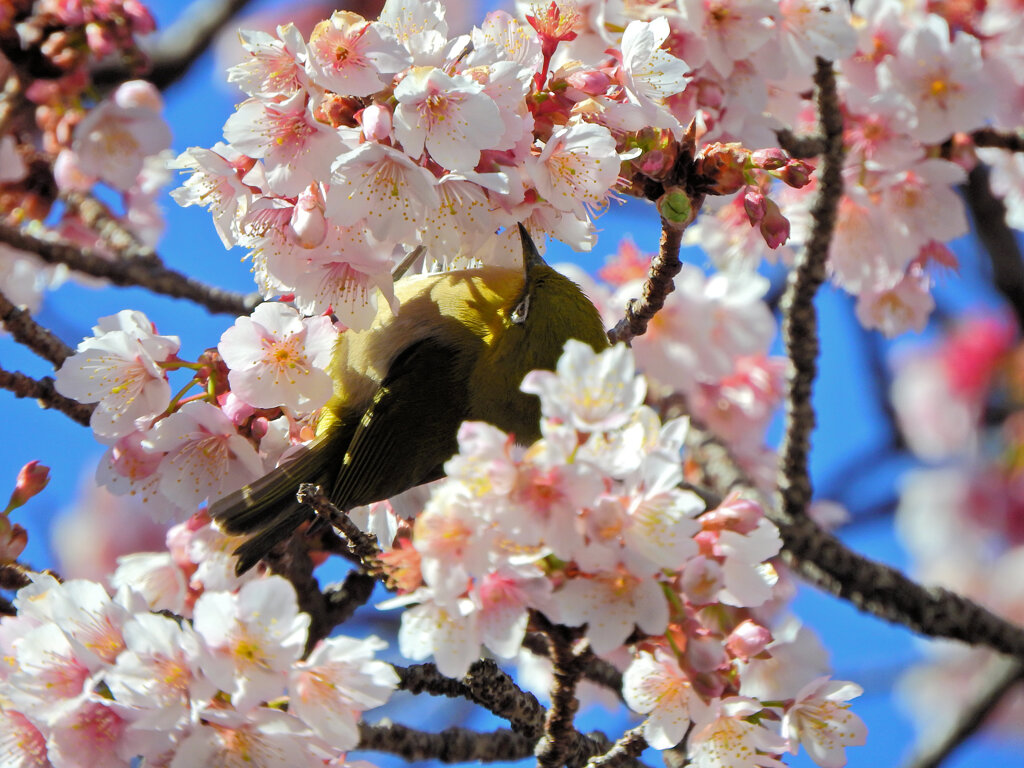 サクジロー　９