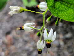 鵯上戸 （ひよどりじょうご）　花　１