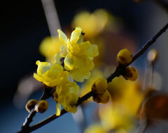 久々の投稿です　蝋梅　８