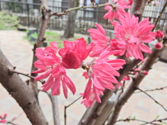  ハナモモ（花桃）菊桃　６