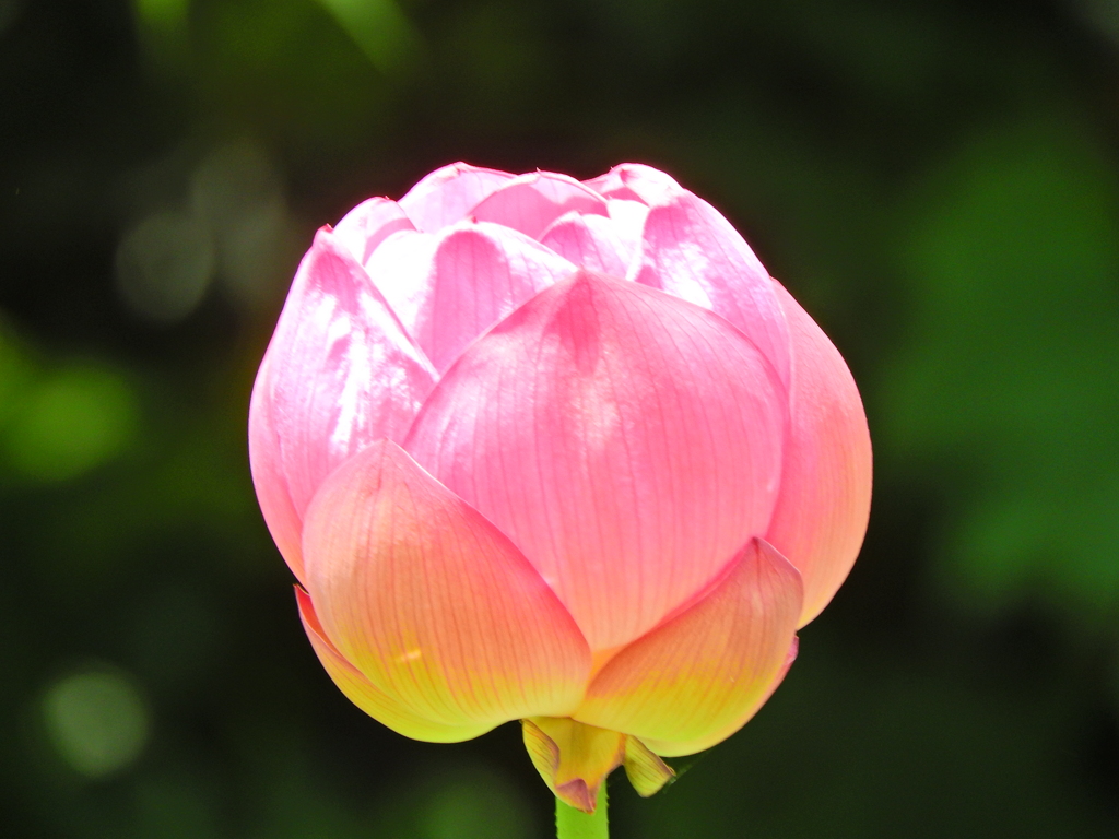 蓮の花　３