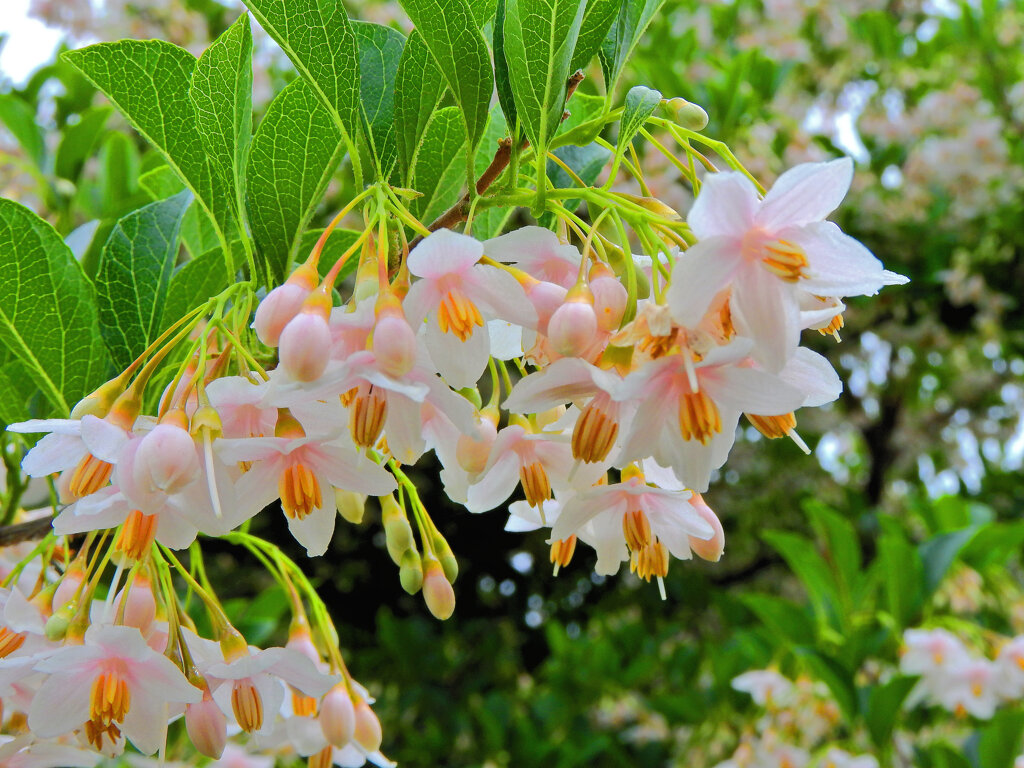 エゴノキ　薄いピンクの花　４