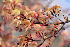 春紅葉　８