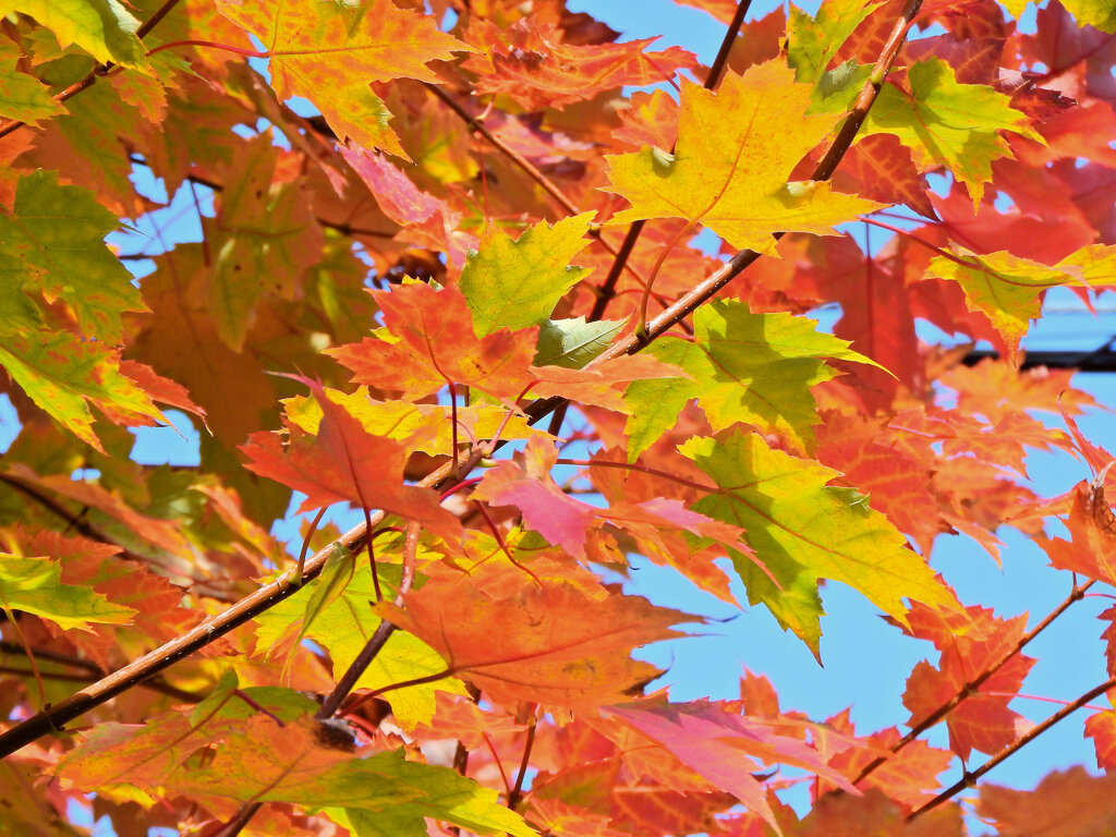 カエデの紅葉　５