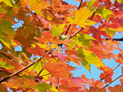 カエデの紅葉　５
