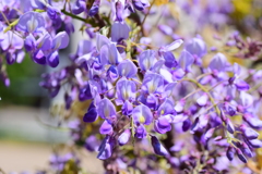 藤の花　３