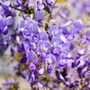 藤の花　３