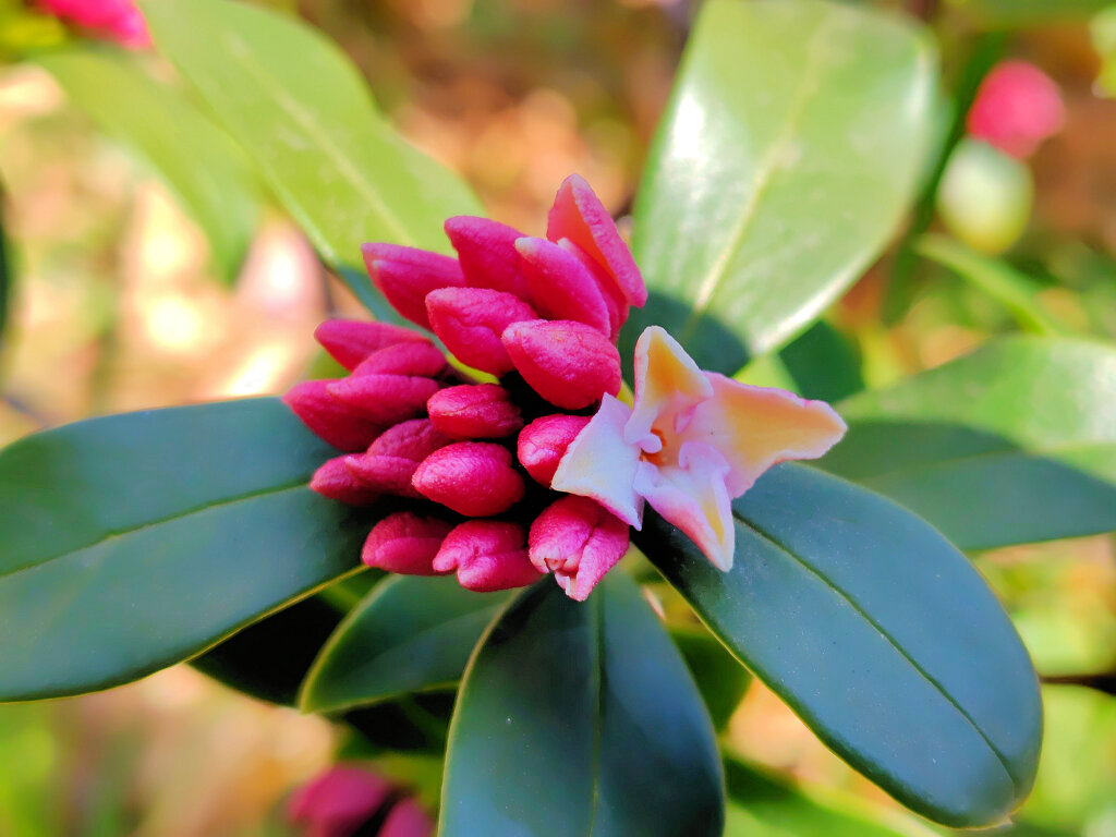 沈丁花 （じんちょうげ）が開花　２