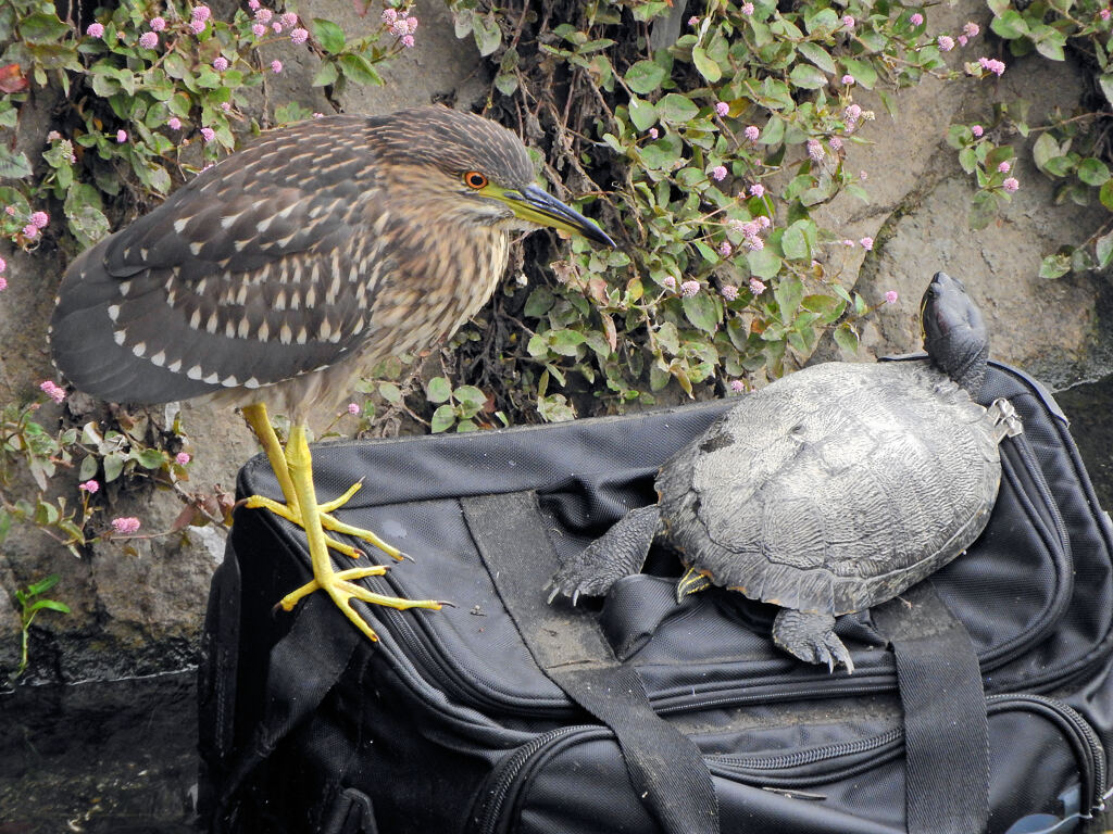 ホシゴイと亀さん　3/3