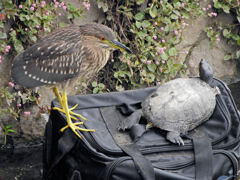 ホシゴイと亀さん　3/3