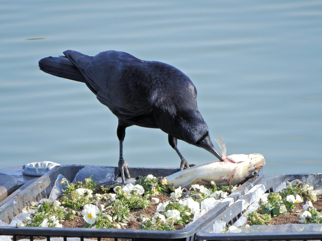 等々力緑地公園・・釣り堀池・・花イカダで　５