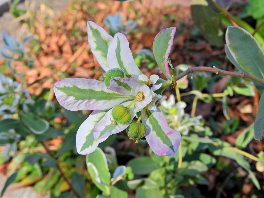 初雪草 （はつゆきそう）２