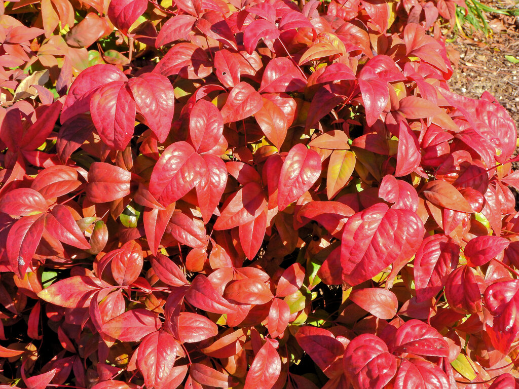 お多福南天 （おたふくなんてん）阿亀南天（おかめなんてん）2/2