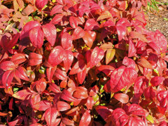 お多福南天 （おたふくなんてん）阿亀南天（おかめなんてん）2/2