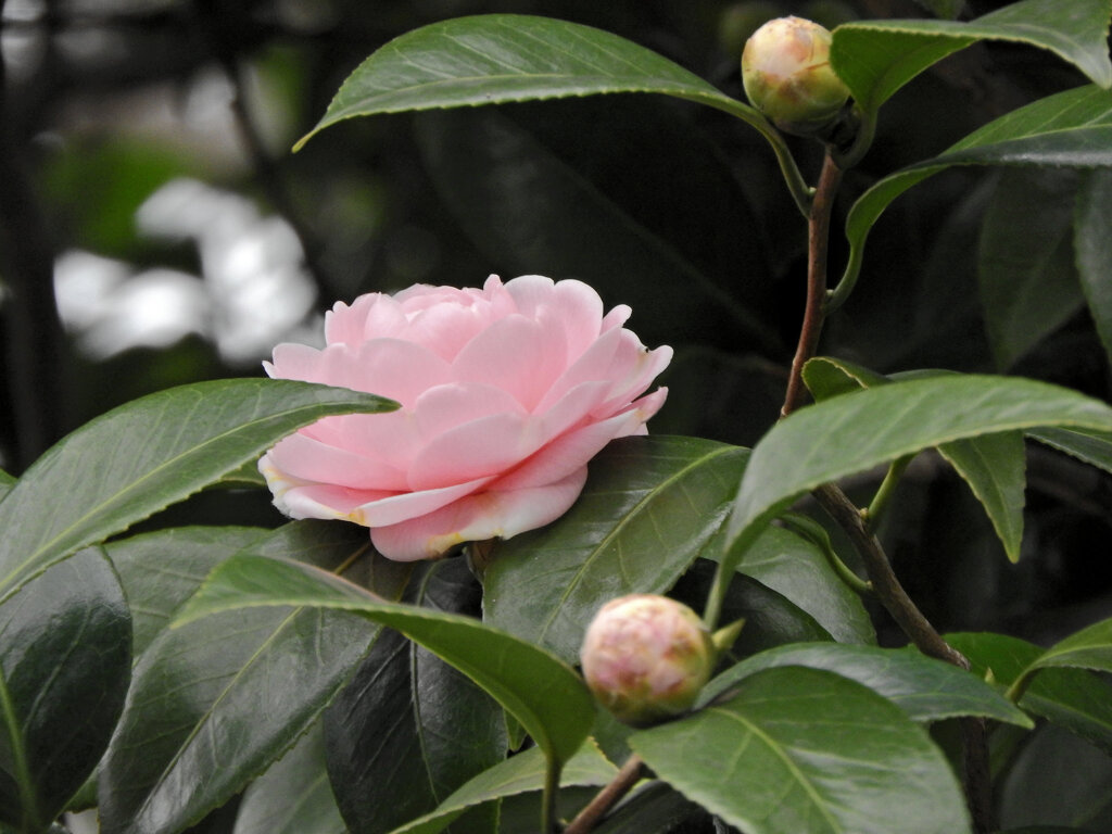 乙女椿　開花　1/4