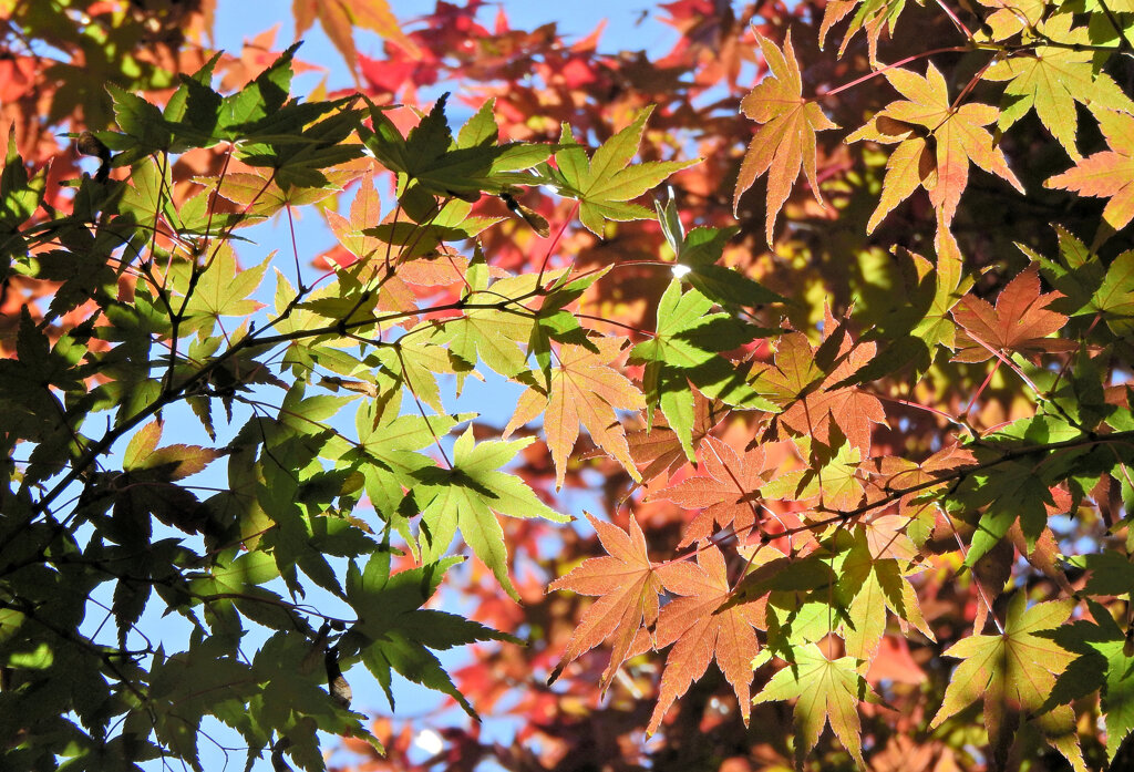 近所のお寺で　紅葉　８