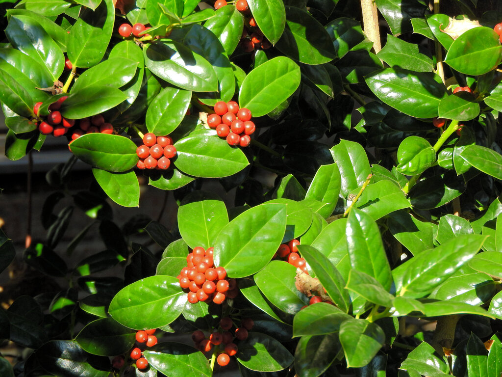 チャイニーズ・ホーリー　１