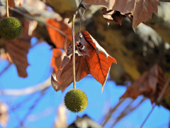 鈴懸の木 （すずかけのき） （プラタナス）２