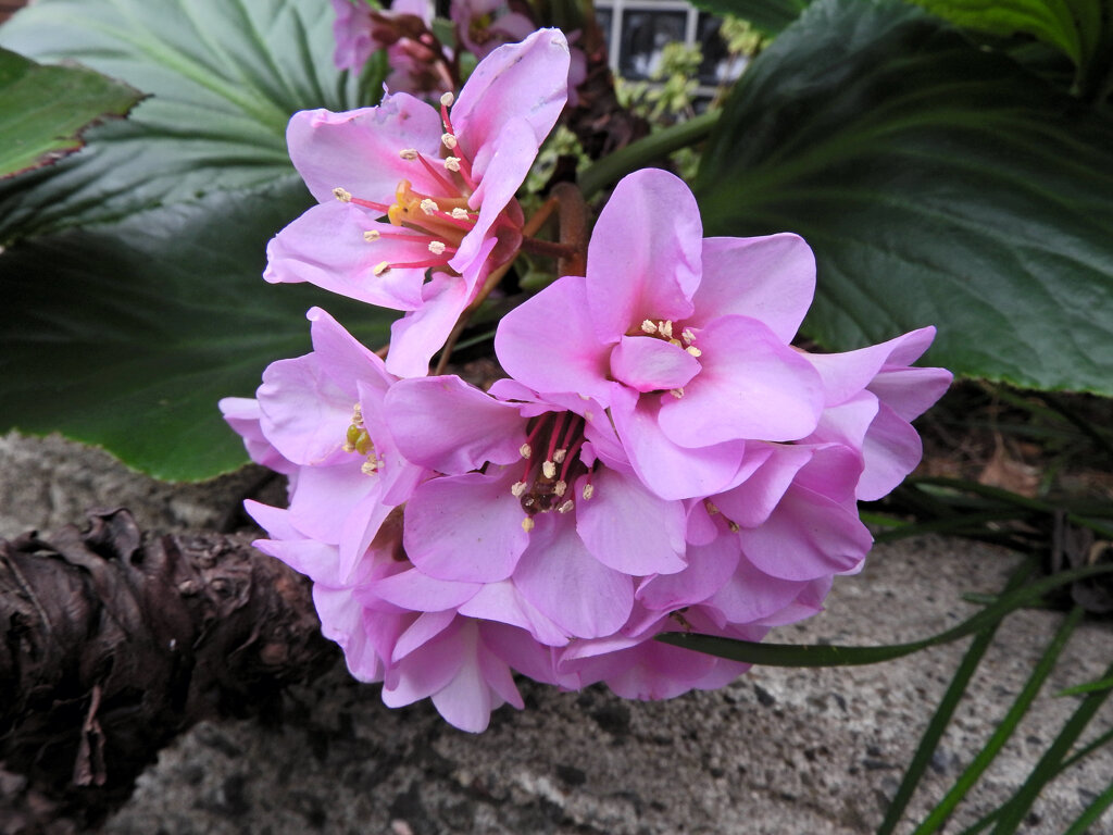 ヒマラヤユキノシタ　４