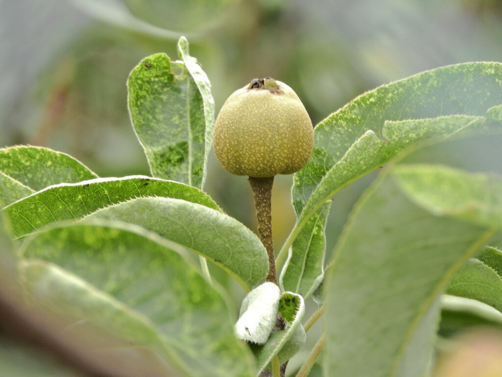 秋に咲く梨の花・収穫後の小さい梨の実　６
