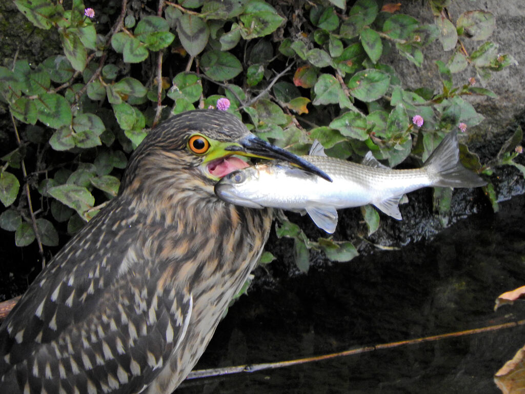 ホシゴイ（ゴイサギの幼鳥）鯔を捕獲　３
