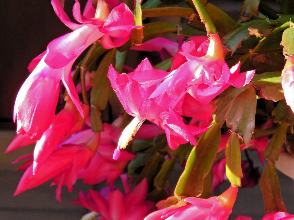 蝦蛄葉サボテン （しゃこばサボテン）４