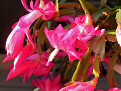 蝦蛄葉サボテン （しゃこばサボテン）４