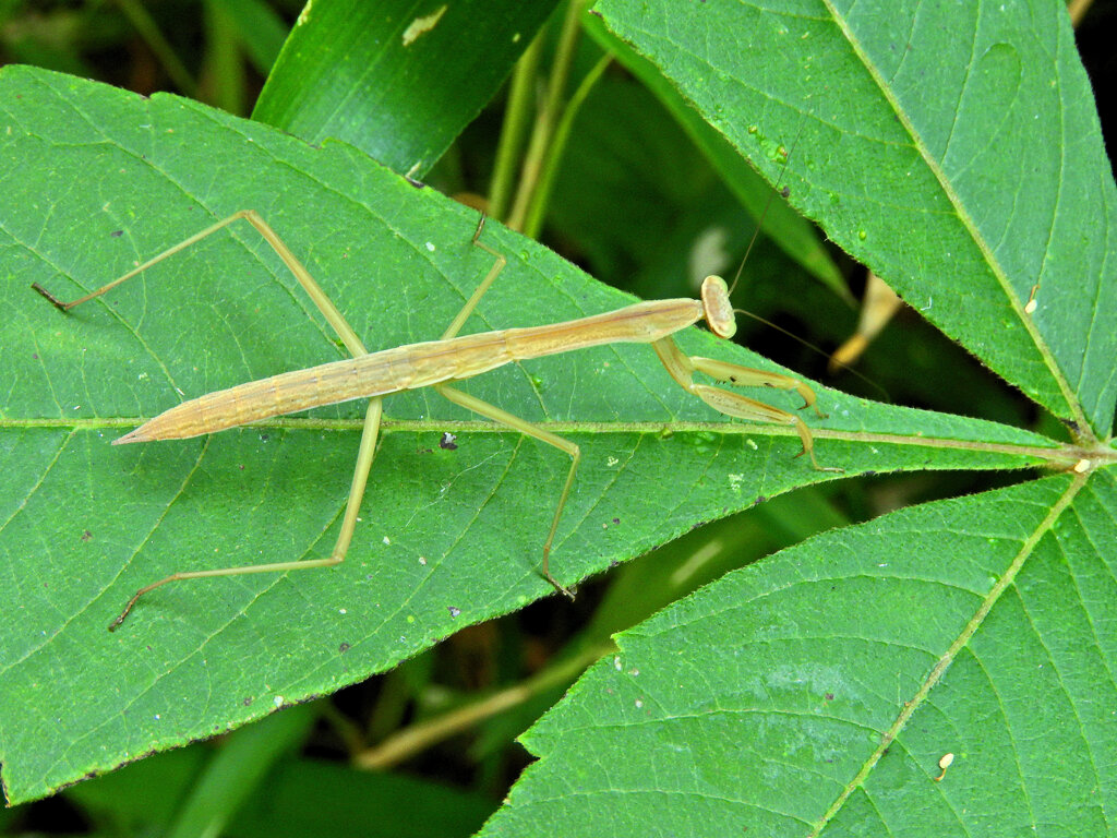 コカマキリ？　４